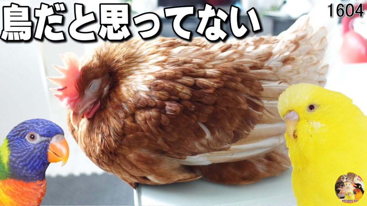 自分を鳥だと思っていない鳥達に困惑するキャバリア犬｜セキセイインコ＆ニワトリ #1604