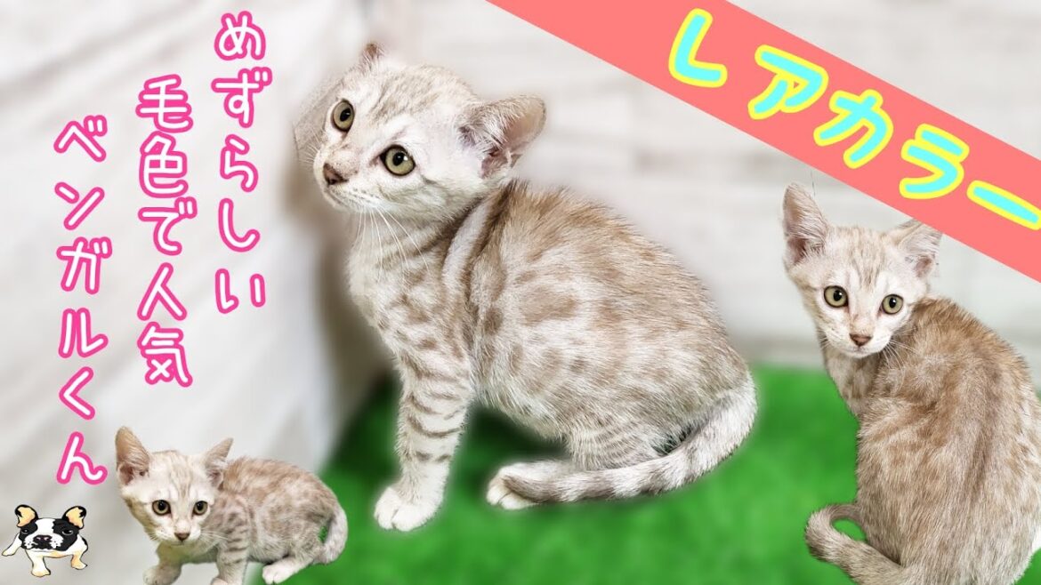 ベンガル・子猫【Mitten府中店】 ベンガル・子猫【Mitten府中店】