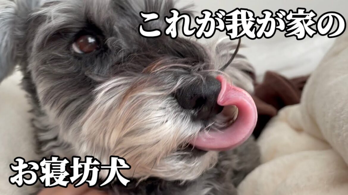 これが我が家のお寝坊犬【ミニチュアシュナウザー】【トイプードル】【シュナプー】