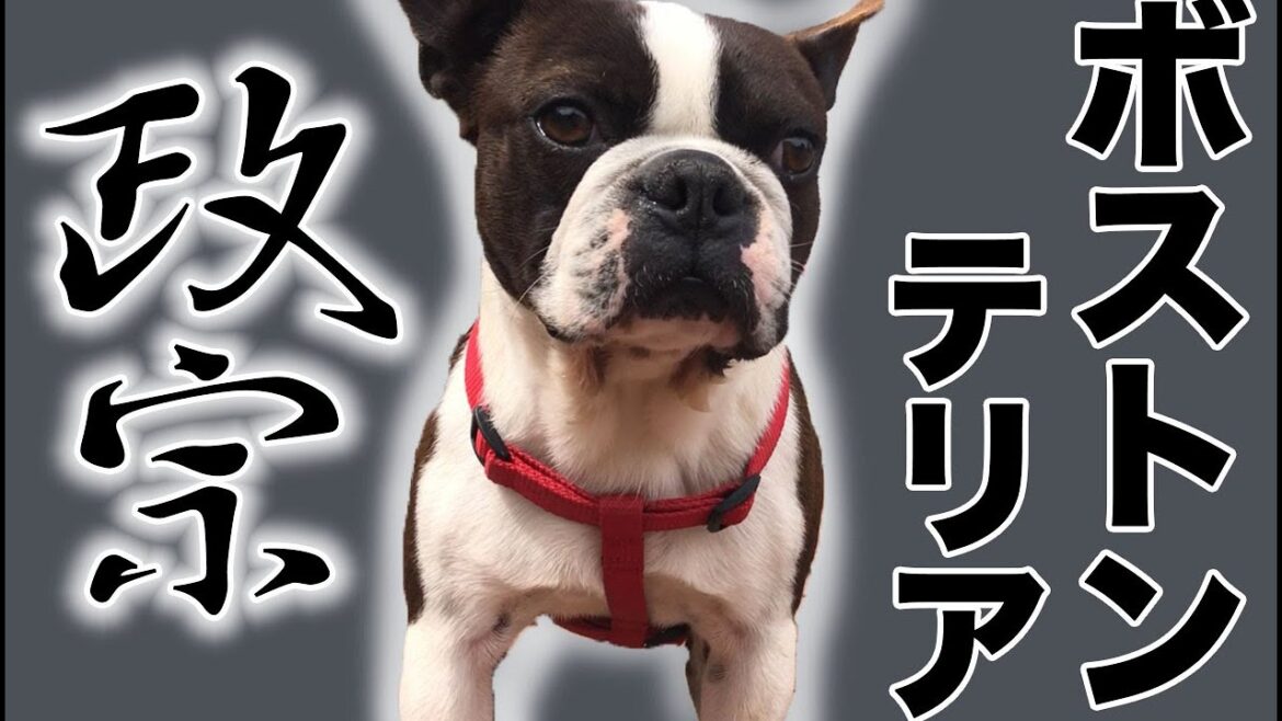 成犬😆ボストンテリア 💙💙政宗💙💙