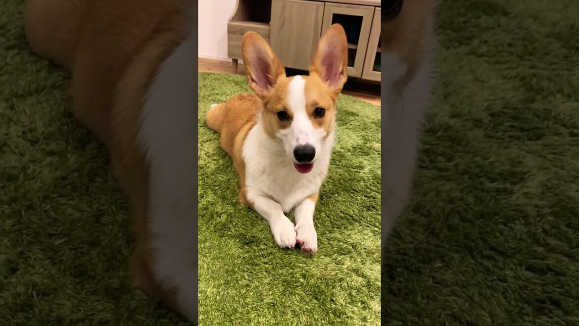首をかしげて近づいてくるコーギー / Corgi concerned about a mysterious sound