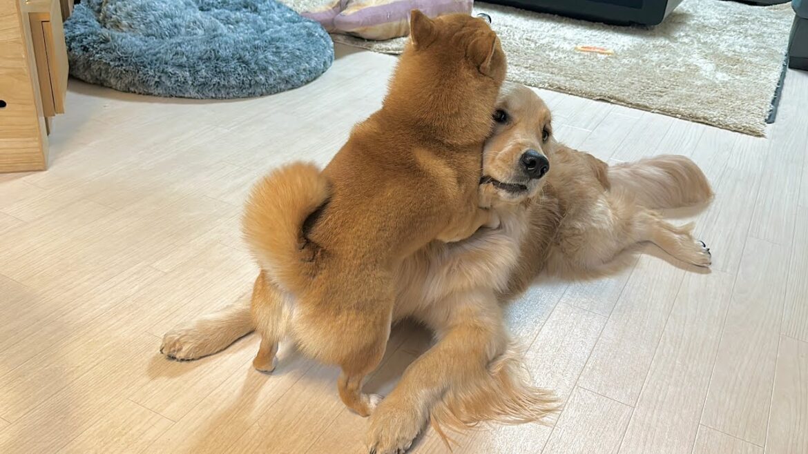 突然兄に抱きつかれ戸惑いの表情を見せるゴールデンレトリバー