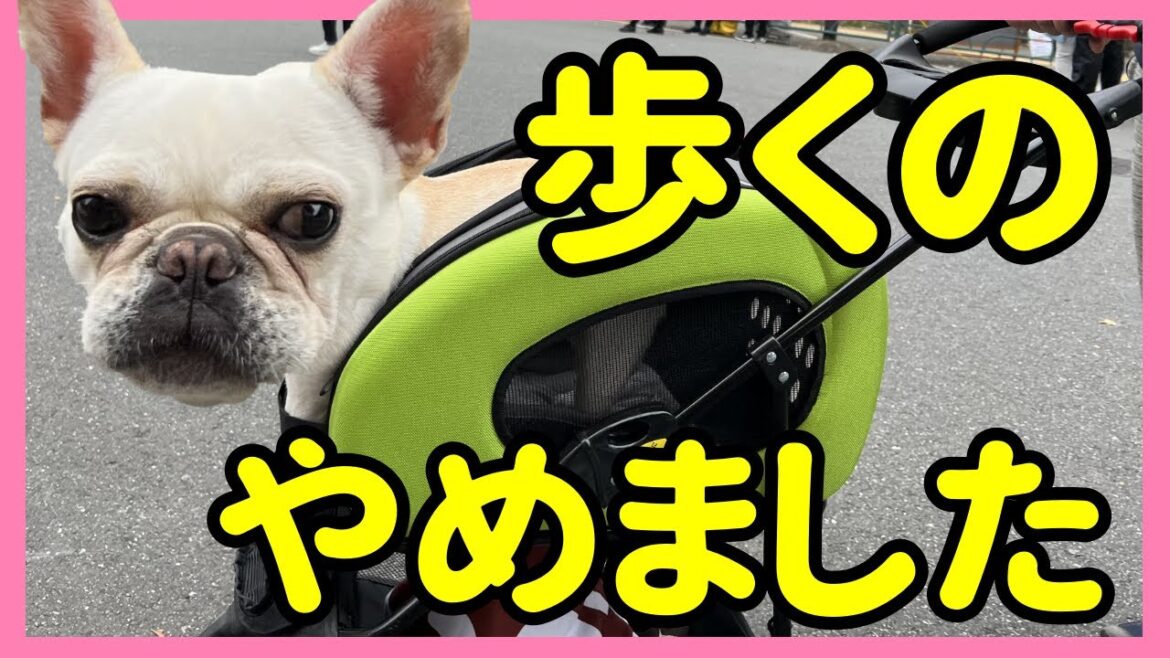 カートデビューの意外な結末とは！？【フレンチブルドッグ/Frenchbulldog】