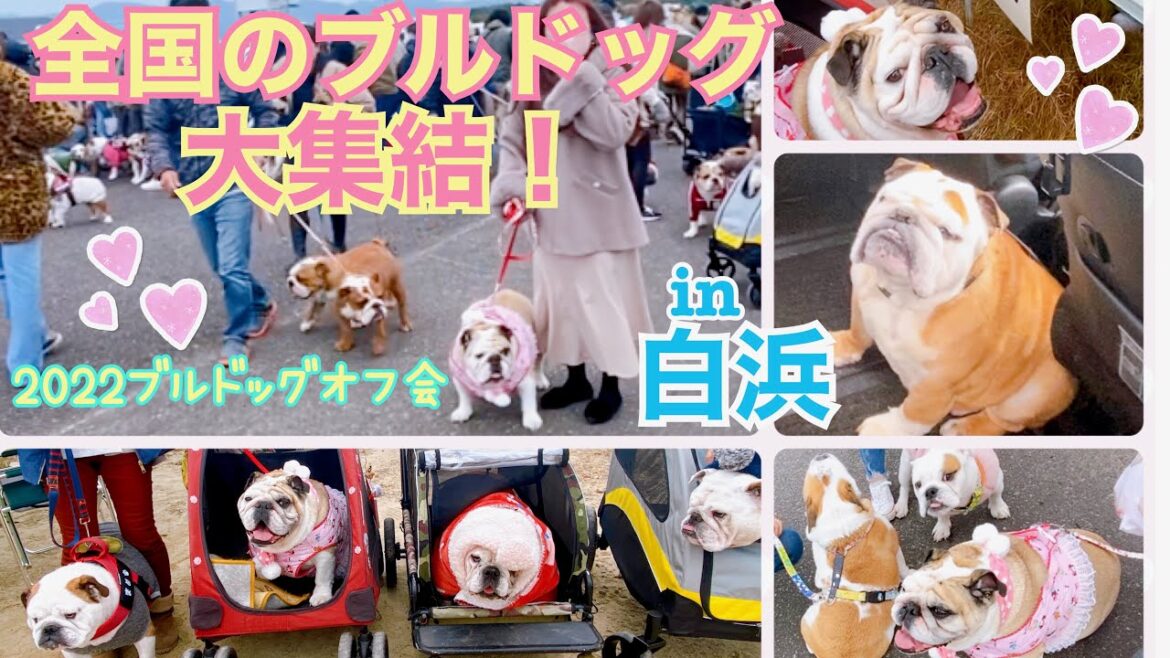 『集まれ!ブル好き♪』見渡す限りブルドッグ!ブルドッグオフ会に参加してきたらとっても楽しかった♪ 『集まれ!ブル好き♪』見渡す限りブルドッグ!ブルドッグオフ会に参加してきたらとっても楽しかった♪