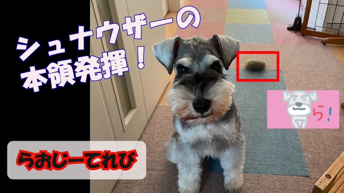 【ミニチュアシュナウザーは賢いってホント？】本性をあらわにした後で、こどもに照れる。らおじーてれび