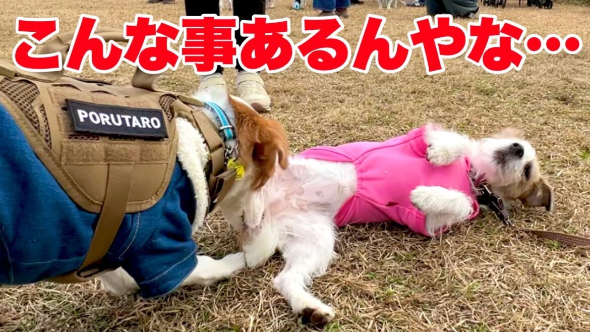 【新事実】170頭集まって発覚した、意外な事実とは！？［しゃべる犬 ジャックラッセルテリア］