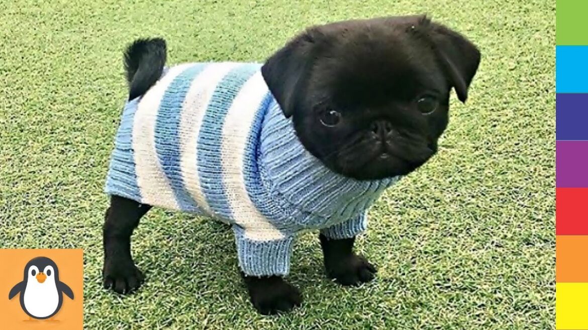 パグの犬 🔥 面白いかわいい パグの犬