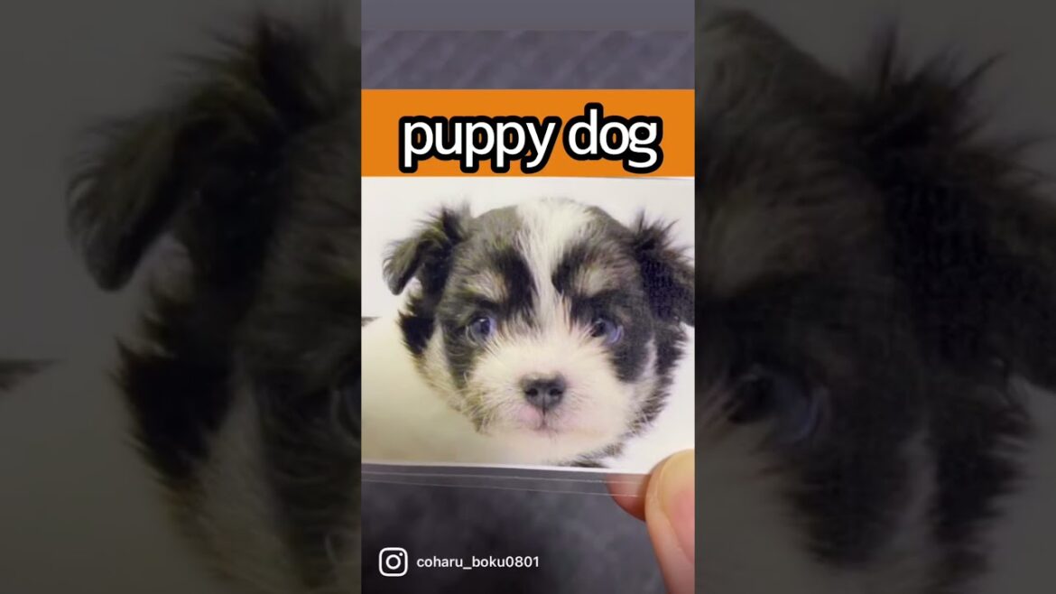 【ビフォーアフター】なぜそうなった【マルチーズ×狆(まるちんmix)】#beforeafter #cutedog #shorts