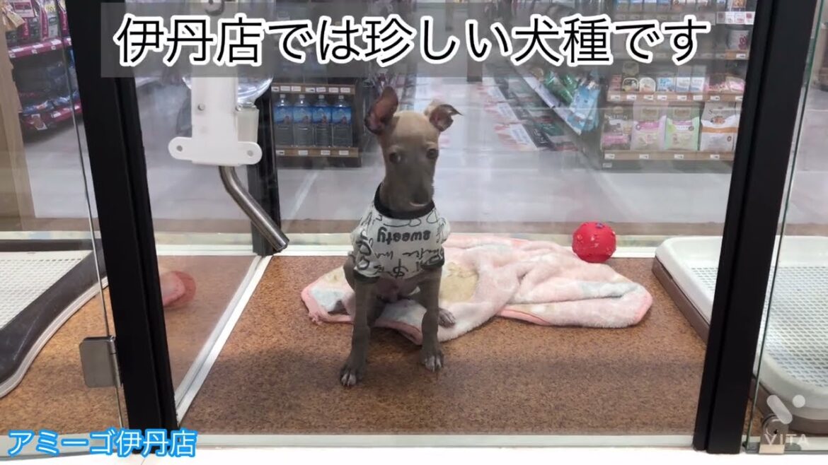 イタリアングレーハウンド☆アミーゴ伊丹店