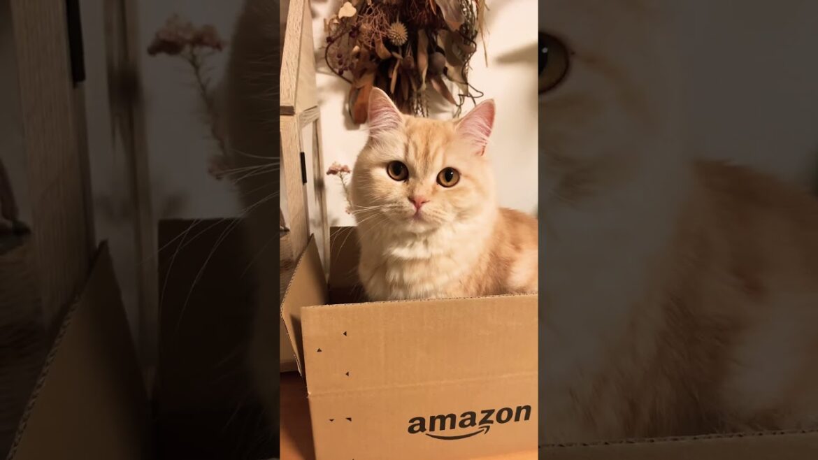 段ボール落ち着くにゃpart2 #スコティッシュフォールド #猫 #癒し #猫動画 #ペット #shorts