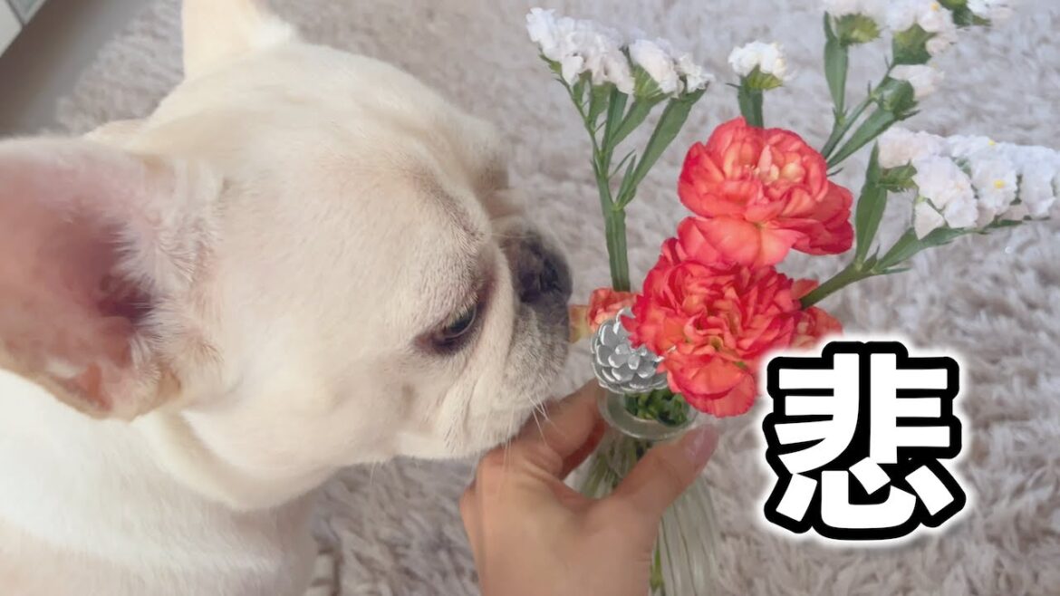 また規制かかりました...アーカイブについて【フレンチブルドッグ frenchbulldog】