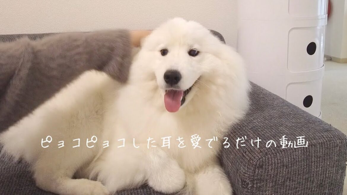 サモエドの耳をぴょこぴょこさせるだけの動画【大型犬】Animation of Samoyed's ear flicking【samoyed】