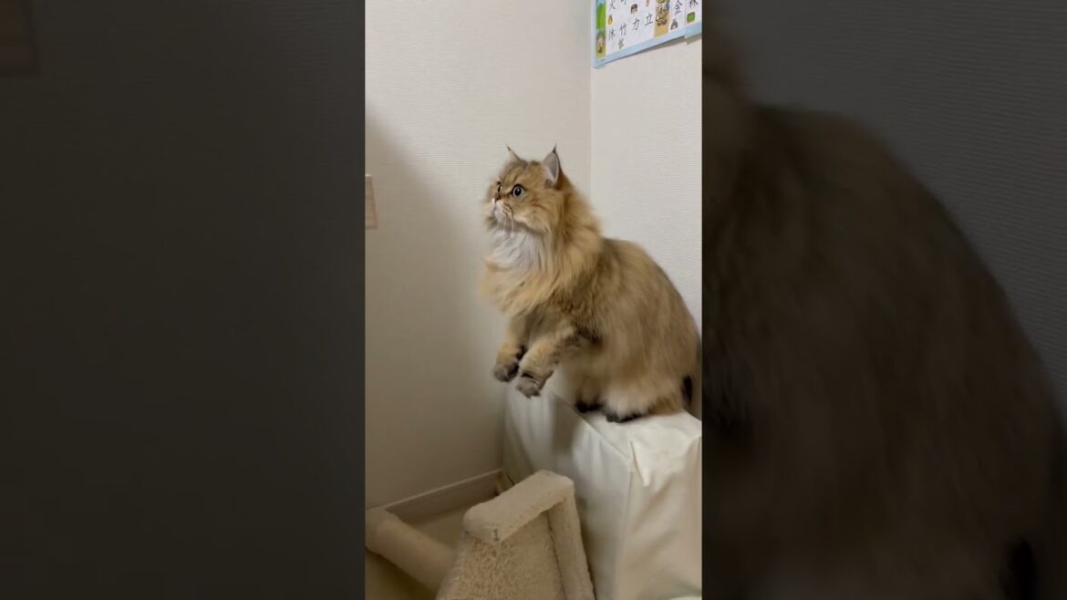 【う~マンボ♪】かわいいペルシャ猫【面白い猫動画】 【う~マンボ♪】かわいいペルシャ猫【面白い猫動画】