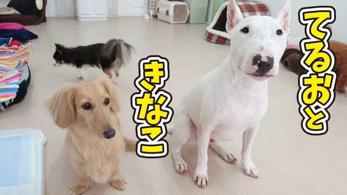 てるおときなこ 🐶ひみつきちなう！①🐶 (ミニチュアブルテリア,ミニチュアダックス) 2019年7月28日