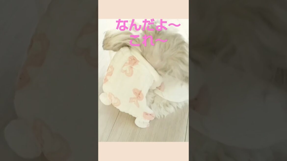 なに?これ～!{シーズー}#shorts