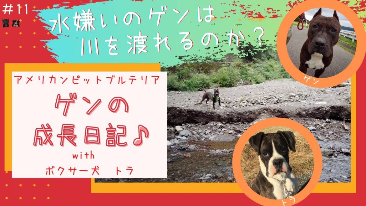 【アメリカンピットブルテリア＆ボクサー】ゲンの成長日記♪犬たちの熱い友情物語です！