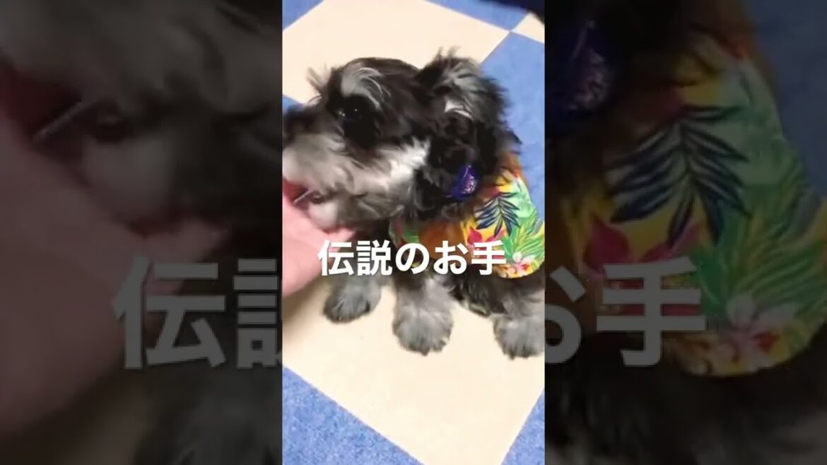 【ミニチュアシュナウザー】子犬時代のまろちゃんのお手がかわいすぎた　#shorts