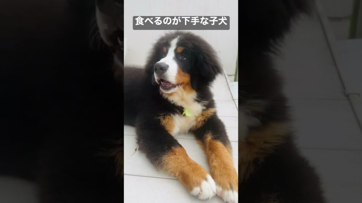 最後に笑わせてくれるバーニーズマウンテンドッグの子犬