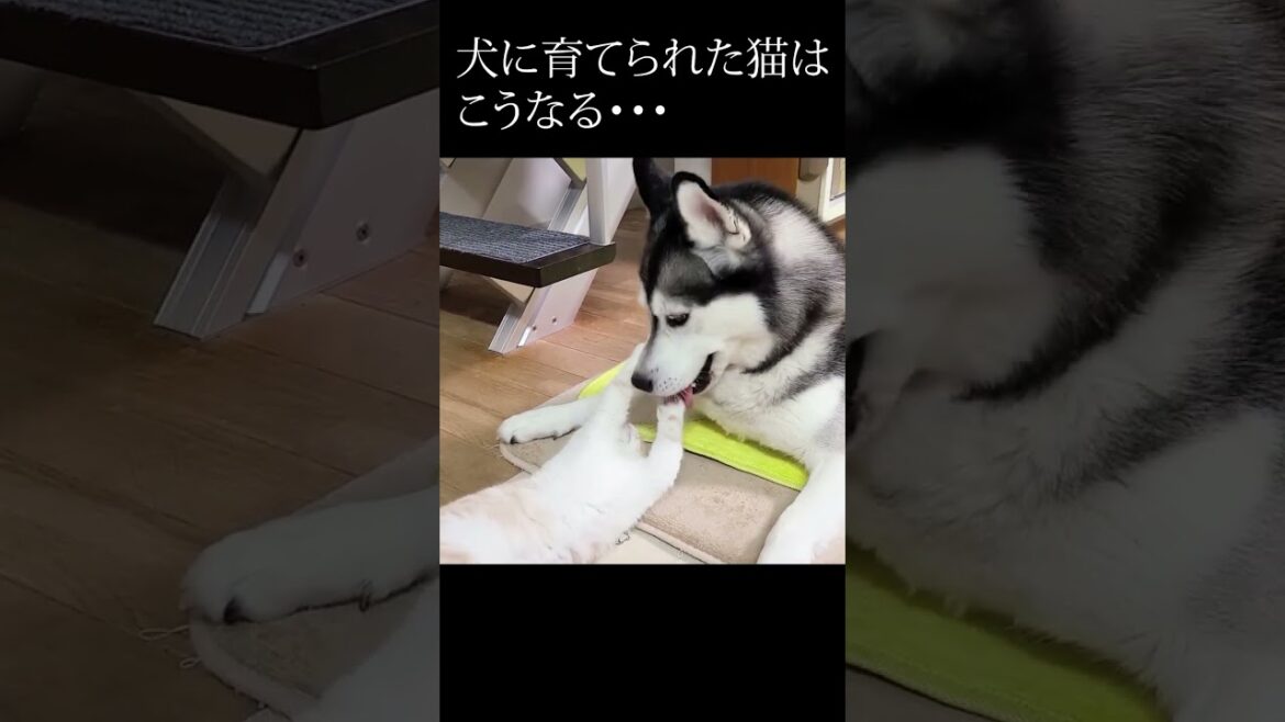 ハスキー犬を自分の親だと思ってる子猫...#shorts
