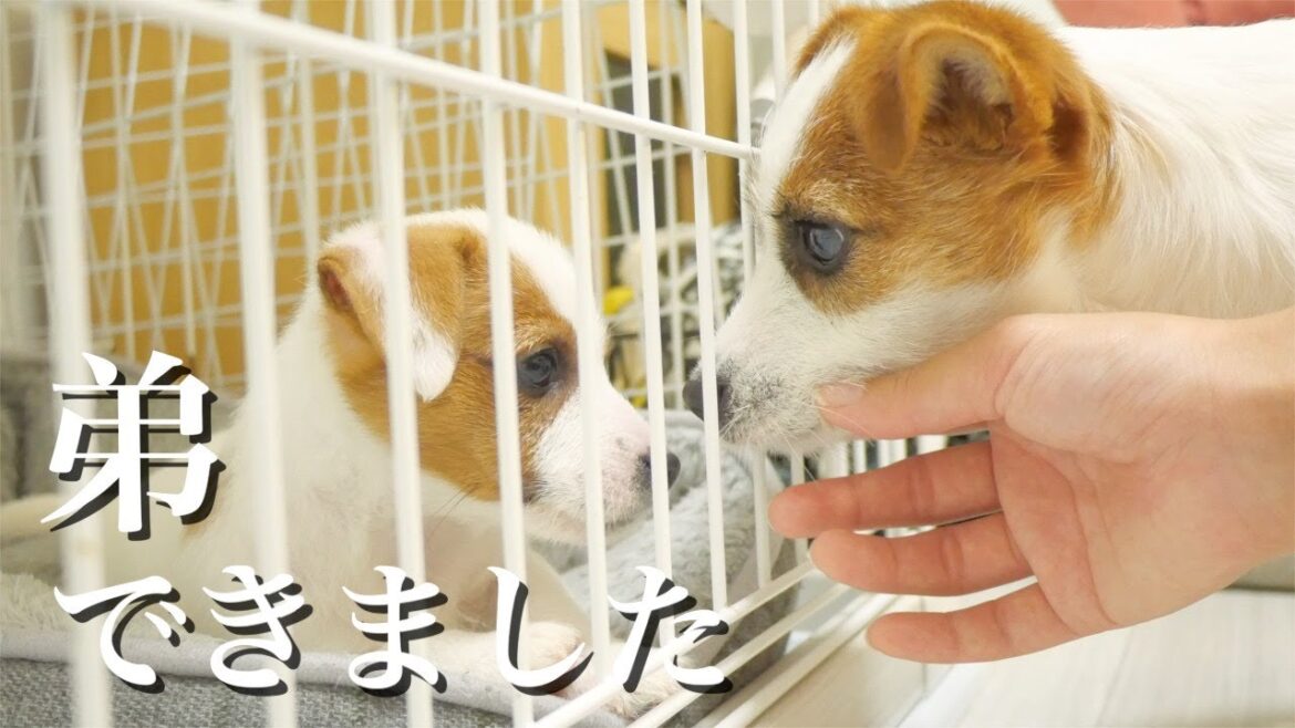 弟子犬が気になってケージの前に張り付いている兄犬/ジャックラッセルテリア/多頭飼い/He cares about his younger brother