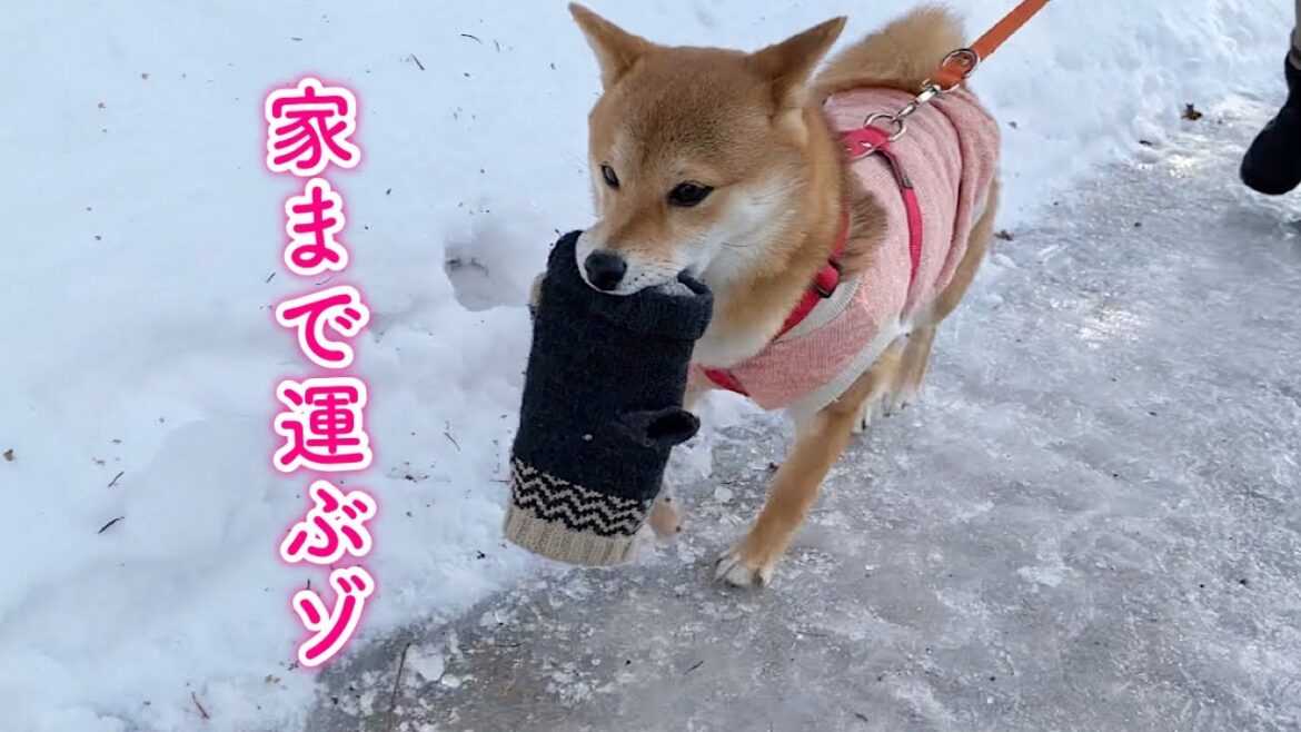 ママの手袋をせっせと家まで運ぶ柴犬が可愛い