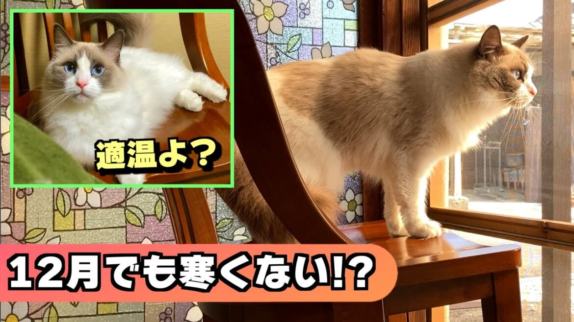12月なのに、全く寒くなさそうなラグドール＆石油ストーブを買うか悩む人間！？【猫のナレーション】