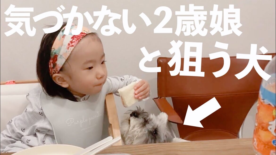 犬におやつを食べられて怒りをあらわにする2歳娘【シュナウザージジトト】