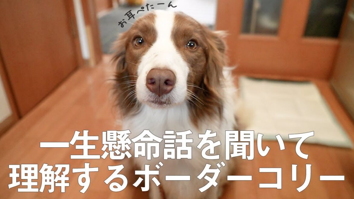 【表情豊】人の話しを一生懸命聞いて理解してくれるボーダーコリーが可愛すぎる【意思疎通】