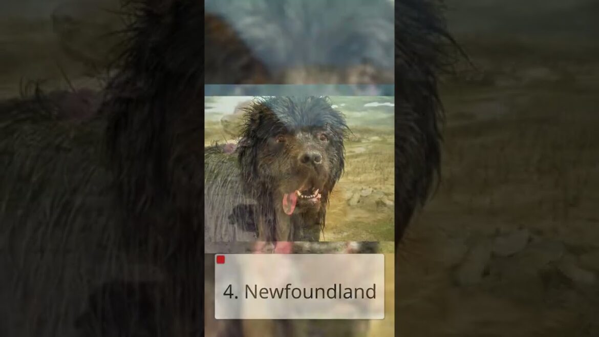 Top 10 Large size dog breed