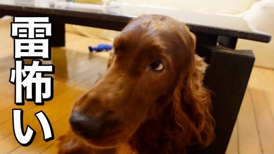 雷におびえる大型犬【ビビりすぎ?】 雷におびえる大型犬【ビビりすぎ?】