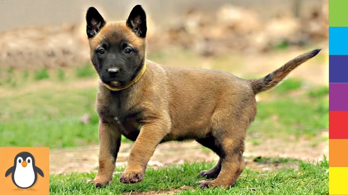 ベルギーの犬 🔥 素晴らしい、可愛いと面白いベルギーの犬