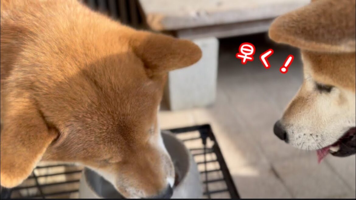 うちの柴犬達には、こういう食事ルールがあります！
