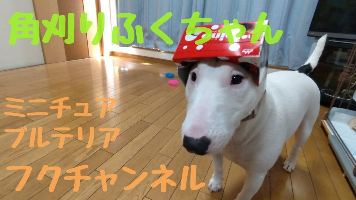 ミニチュアブルテリア♪角刈りふくちゃん#犬#dog#bullterrier