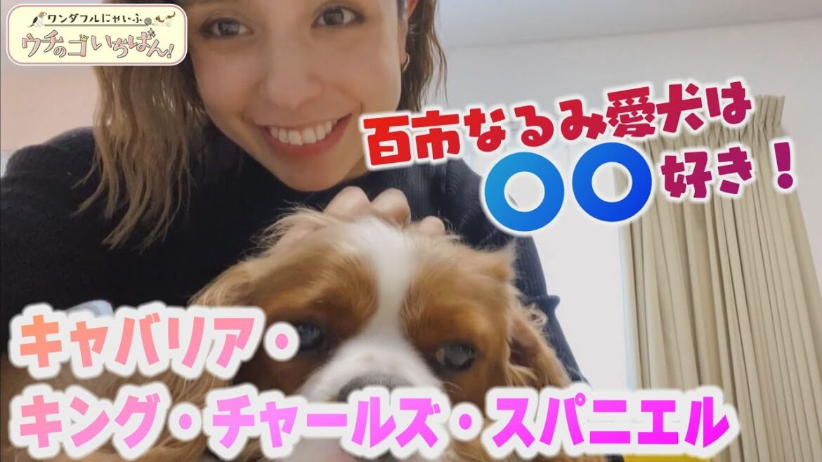シャボン玉遊び大好き・ウィル(キャバリア・キング・チャールズ・スパニエル1歳・オス) シャボン玉遊び大好き・ウィル(キャバリア・キング・チャールズ・スパニエル1歳・オス)