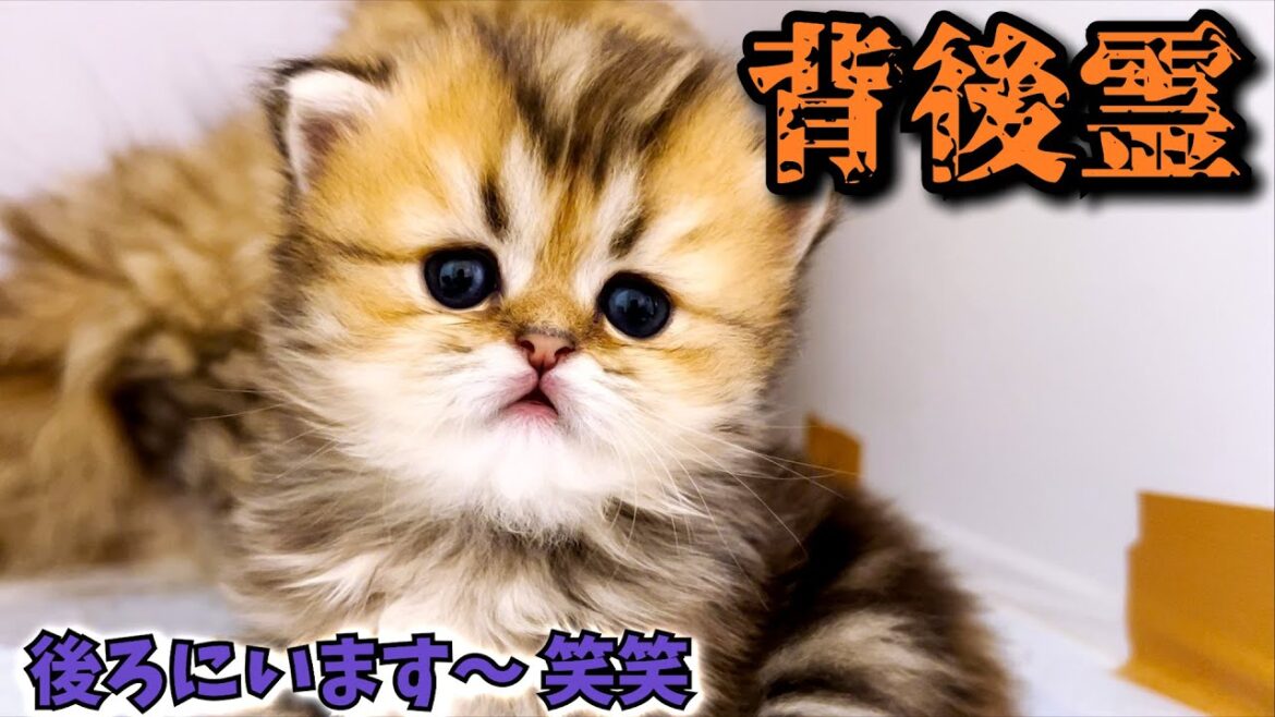 【子猫の成長記録】ペルシャの子猫ちゃんに背後霊が付いている件 ∼猫のいる生活Vol.449∼ 出産動画 マンチカン短足・ミヌエット・ペルシャ猫専門ブリーダー『ペット蔵人』