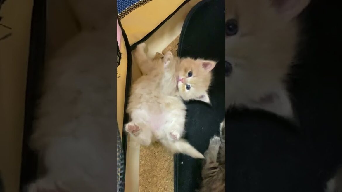 グルーミングを覚えた子猫!【サイベリアン・赤ちゃん】 #shorts グルーミングを覚えた子猫!【サイベリアン・赤ちゃん】 #shorts