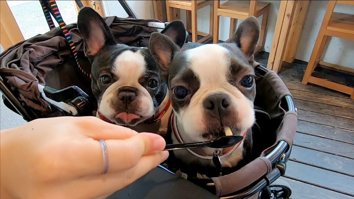 すっぱい梅アイスを犬に与えるとこうなりますｗｗ【ボストンテリア・フレンチブルドッグ】
