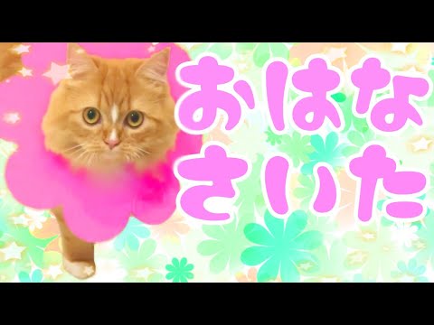 【ラガマフィン】うちのねこさんにお花が咲きました(?) 【ラガマフィン】うちのねこさんにお花が咲きました(?)