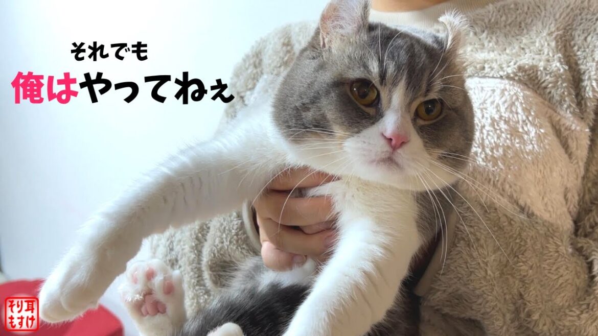 妻が愛しすぎてとんでもない事件を起こして逮捕されました…【妊娠47日目】 妻が愛しすぎてとんでもない事件を起こして逮捕されました…【妊娠47日目】