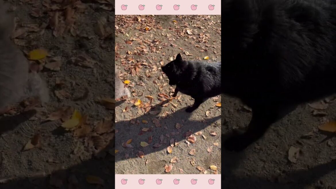 パピーようちえん・ほいくえんの様子〜スキッパーキ犬のしつけ#shorts パピーようちえん・ほいくえんの様子〜スキッパーキ犬のしつけ#shorts