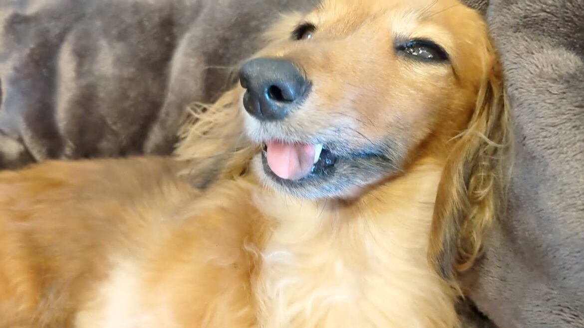 寒くなってきて二度寝しちゃうダックスフント