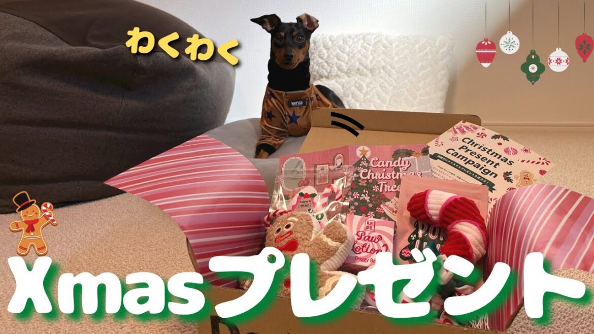【DoggyBox】ちゃちゃ丸に早めのクリスマスプレゼントが届きました【ミニピン】 【DoggyBox】ちゃちゃ丸に早めのクリスマスプレゼントが届きました【ミニピン】