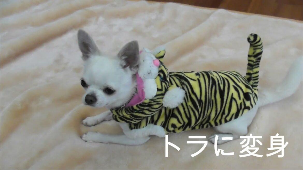 ♥️【チワワ】スムースコートチワワ　ファッションショー？？？