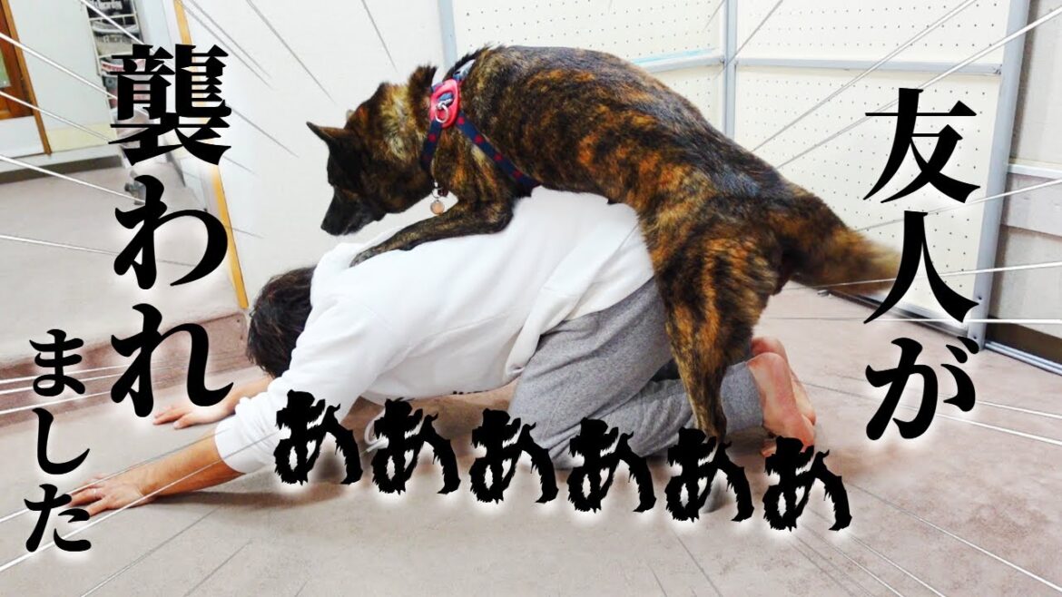 家族以外懐かない甲斐犬は他人に懐くのか！？友人に会わせてみたらラスト衝撃の展開に！ 【コラボ動画】【甲斐犬・柴犬】    @oketsuneko   @kawazoiniaruku  ​