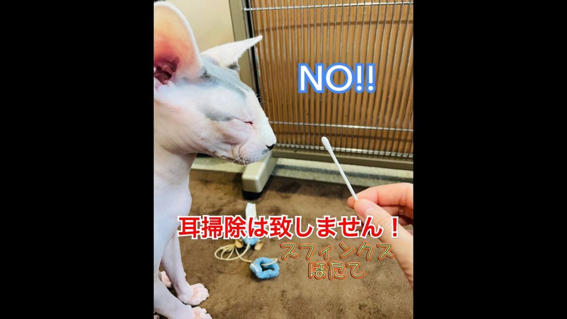 やっぱり耳掃除が嫌なほたて　スフィンクス猫