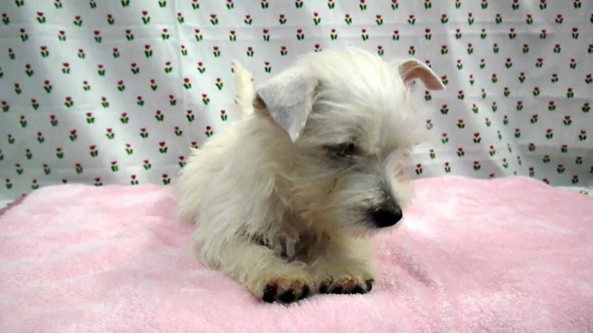 ウエストハイランドホワイトテリア、ウエスティー子犬販売