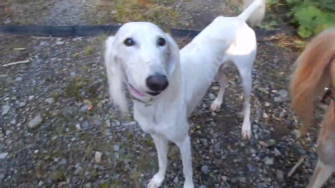 サルーキ　ぽぽ・喜八！ママンと一緒が安心するね♪（Saluki)
