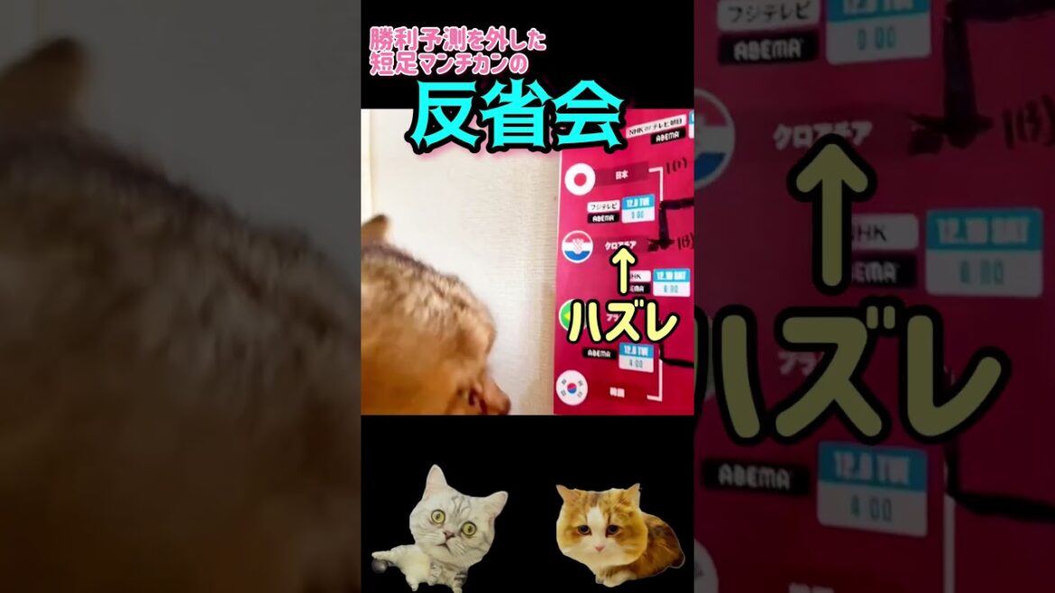 【リベンジ⁉️】いまだに日本敗戦を受け入れられない占い猫 #ペット占い #ワールドカップ #ペット不思議