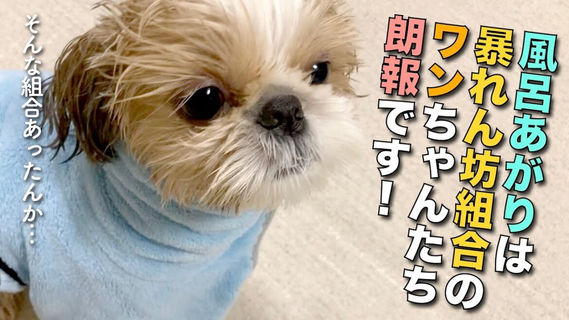 【シーズー】お風呂あがりは暴れん坊組合のワンちゃんたち、朗報です！www【216】