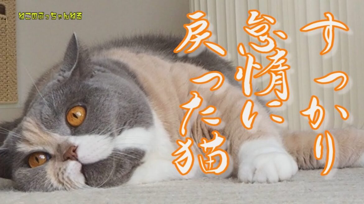 すっかり怠惰に戻った猫 ブリティッシュショートヘアー【ねこのぶっちゃんねる】|ねこのいる暮らし|ねこ動画| すっかり怠惰に戻った猫 ブリティッシュショートヘアー【ねこのぶっちゃんねる】|ねこのいる暮らし|ねこ動画|